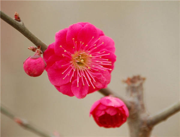 The Language of Plum Blossom