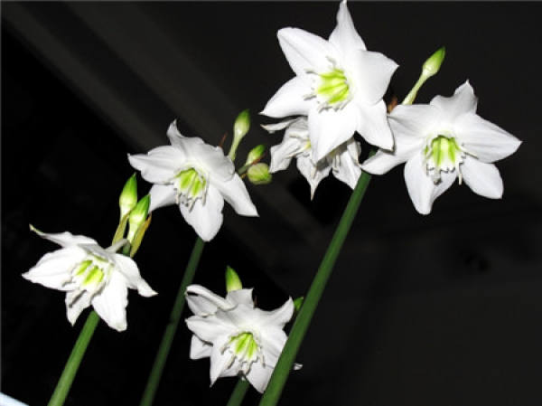 Method for culturing South American narcissus