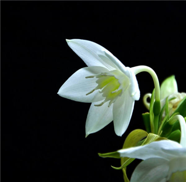 cultivation method of South American Narcissus