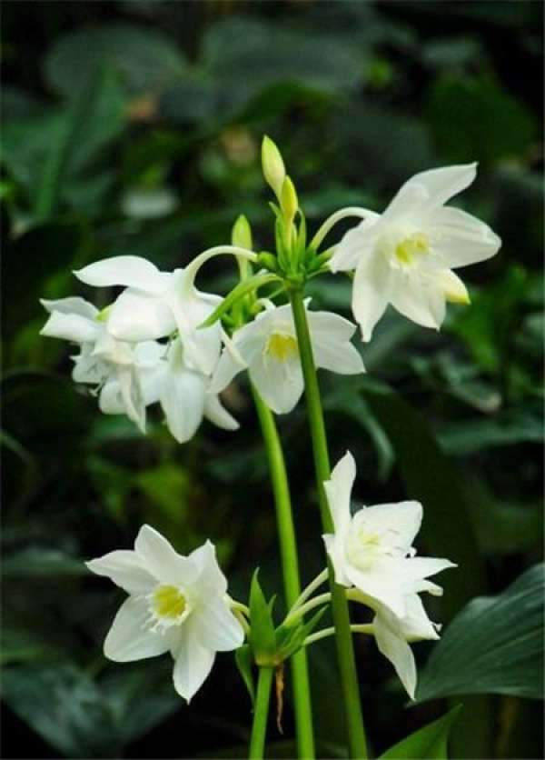 South American daffodils pictures