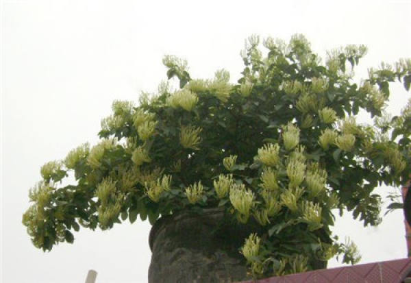 Potted honeysuckle