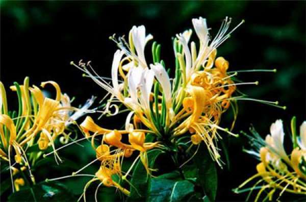 Lonicera japonica