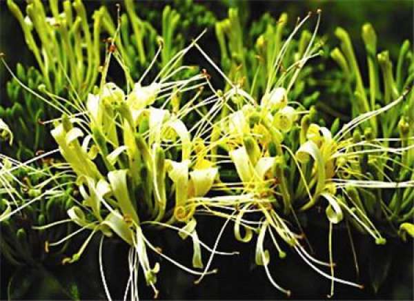 Lonicera confusa