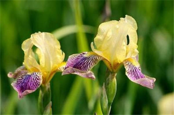 Spanish iris