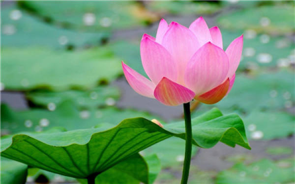 Lotus