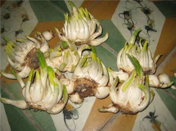 Narcissus bulb