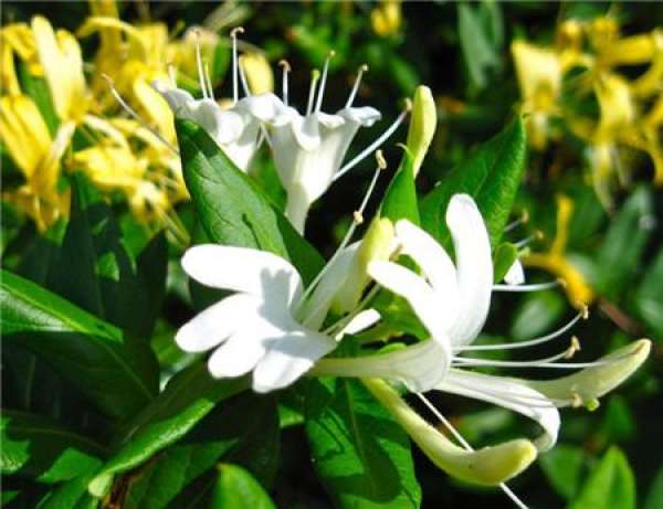 potted honeysuckle