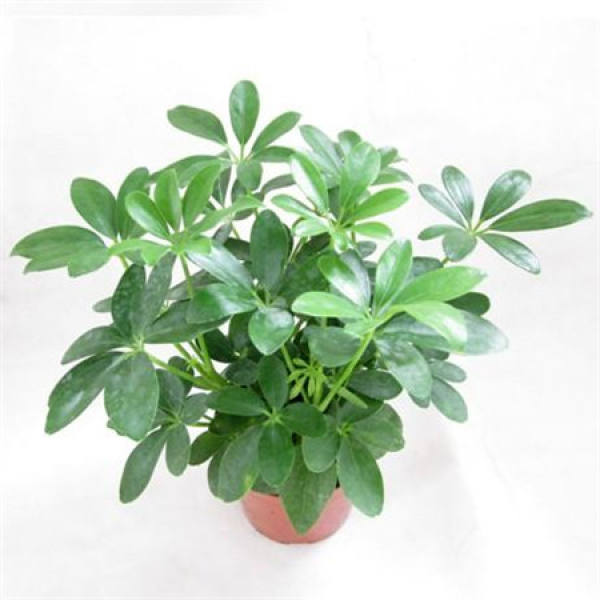 Seeding method for Schefflera arboricola