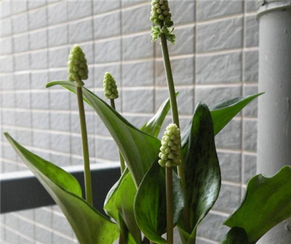 The temperature and light of oil spot Lily