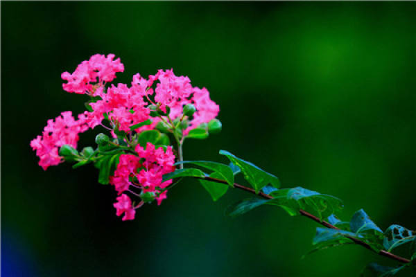 Myzus stigmata infestation of Lagerstroemia indica