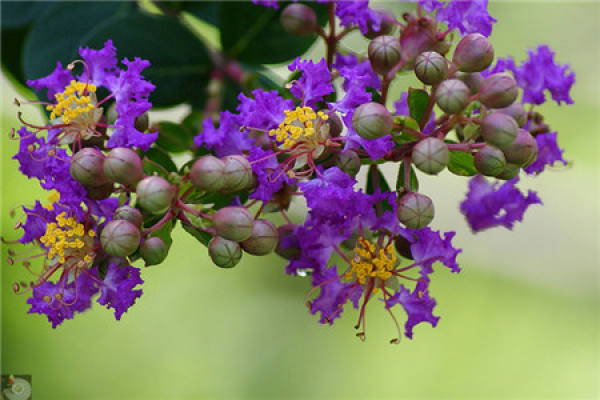 Eriocystis spp. In Lagerstroemia indica