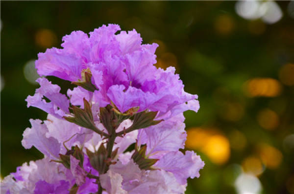 Myzus stigmata infestation of Lagerstroemia indica