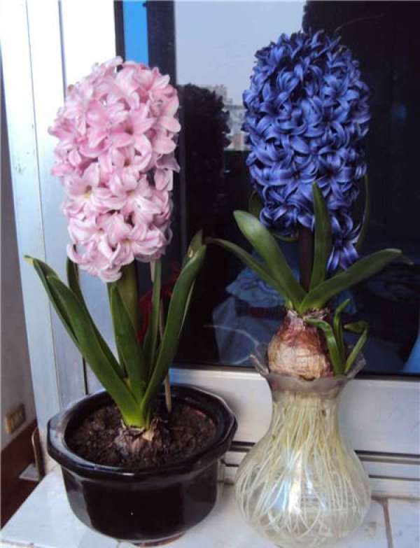 Hyacinth