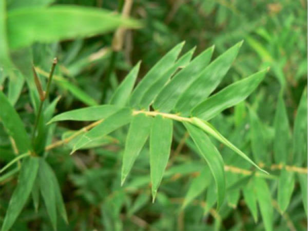 Propagation of Bambusa multiplex