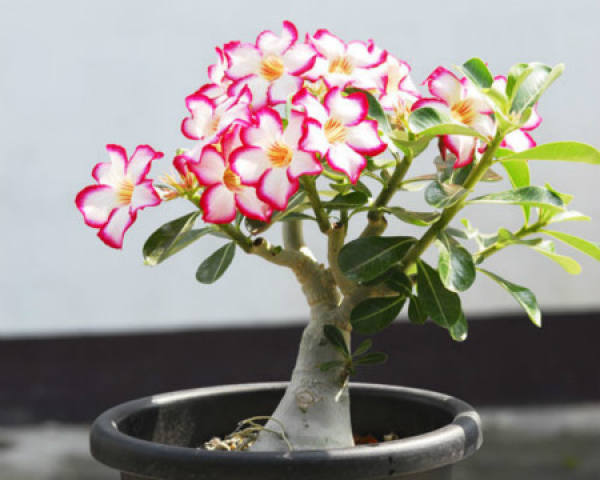 Desert Rose