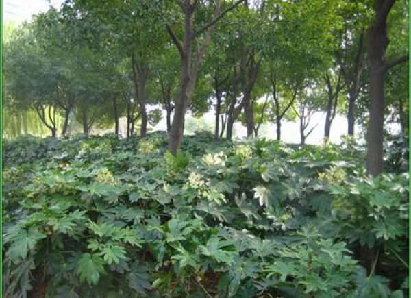 Flowering period of Illicium verum