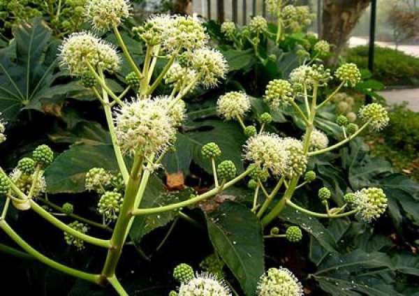 Flowering period of Illicium verum
