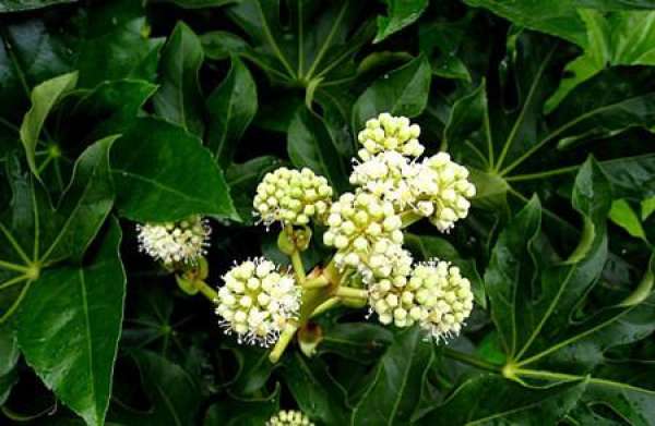 Blossoming and maintenance of Illicium verum