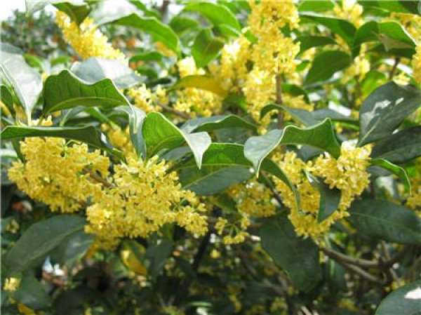 The reason for the root rot of Osmanthus fragrans in flower pot