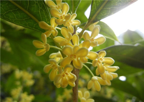 The reason for the root rot of Osmanthus fragrans in flower pot