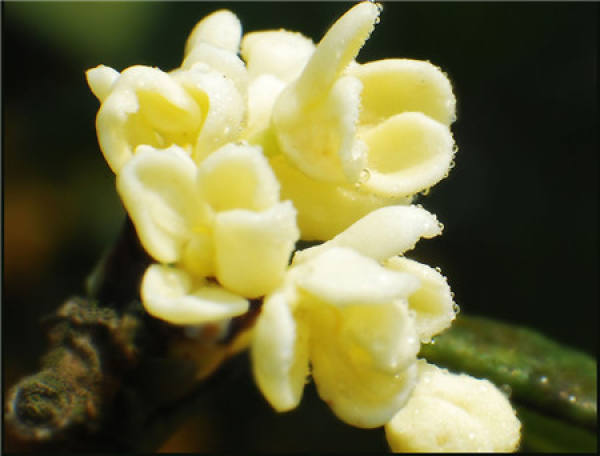 flower pot for the root rot of Osmanthus