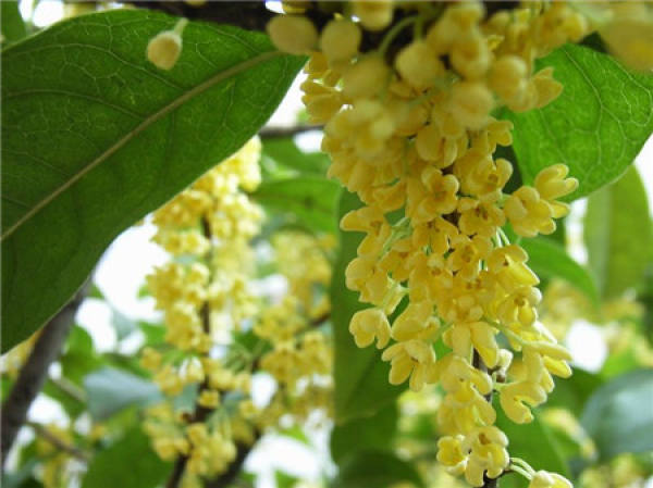 Fertilization as a Cause of Root Rot of Osmanthus fragrans