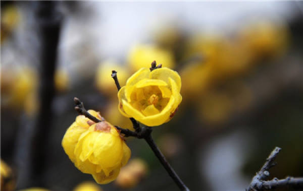 Why should wintersweet be carefully maintained in winter?