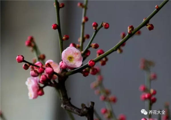 Plum blossom