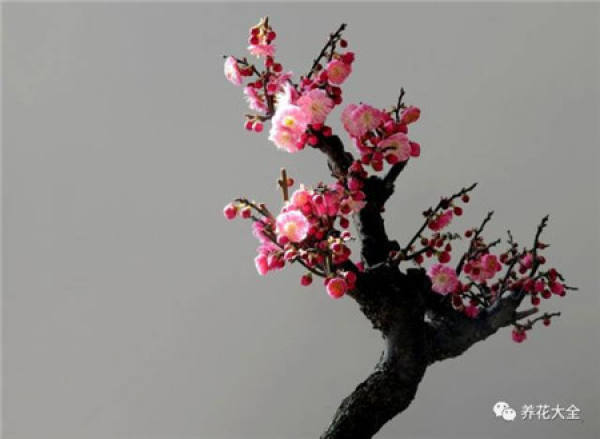 Plum blossom