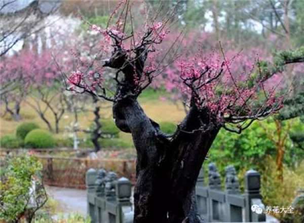 Plum blossom