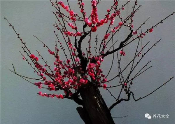 Plum blossom