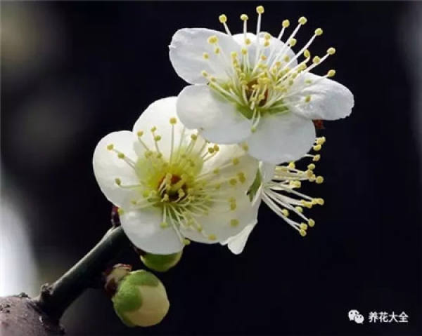 Plum blossom