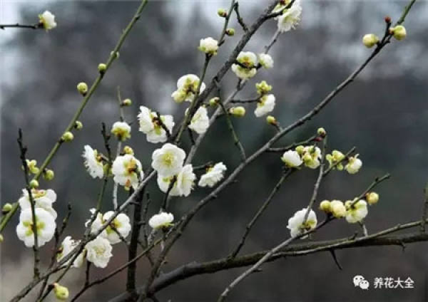Plum blossom