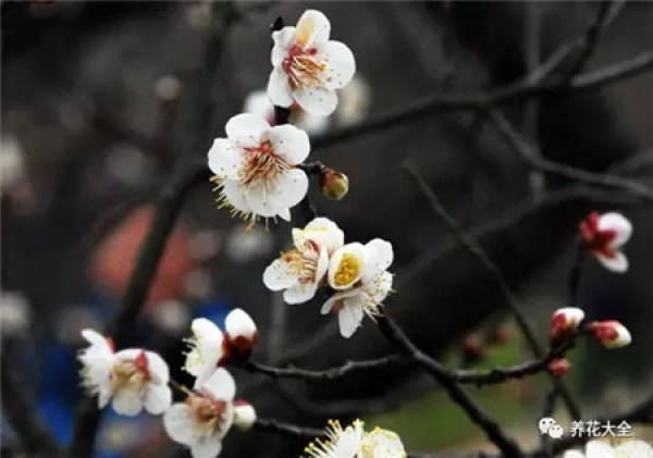 Plum blossom