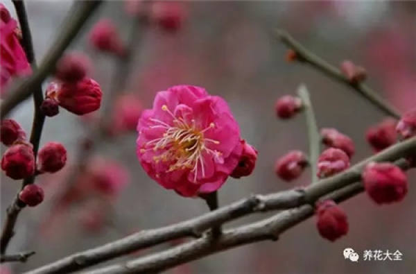 Plum blossom