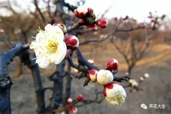 Plum blossom