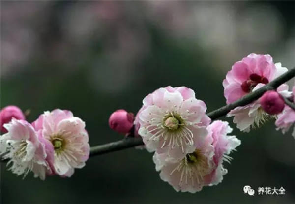 Plum blossom