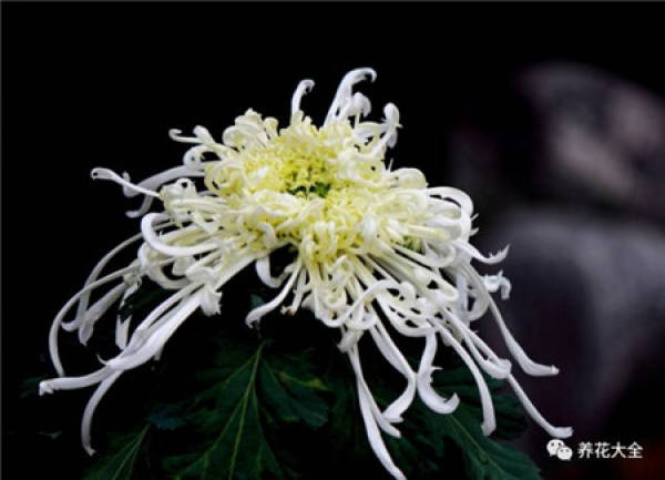 Plum blossom