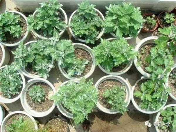 Maintenance of Chrysanthemum