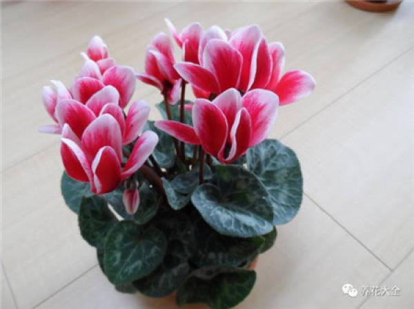 Cyclamen