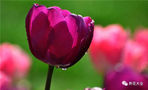 Cyclamen