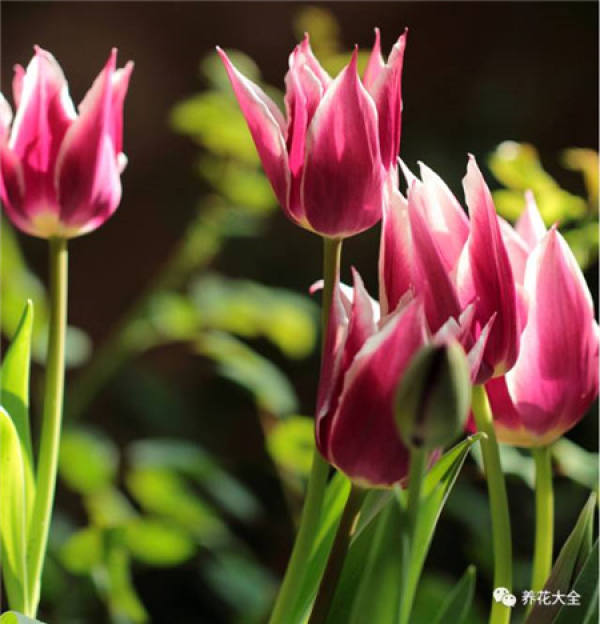 Cyclamen