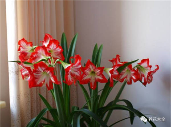 Cyclamen