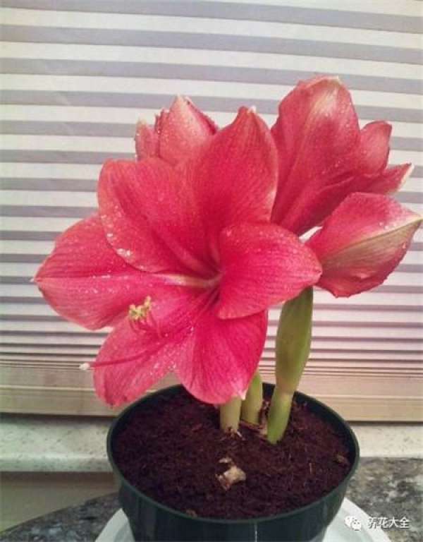 Cyclamen