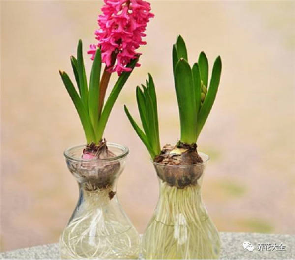 Cyclamen