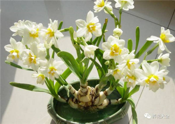 Cyclamen
