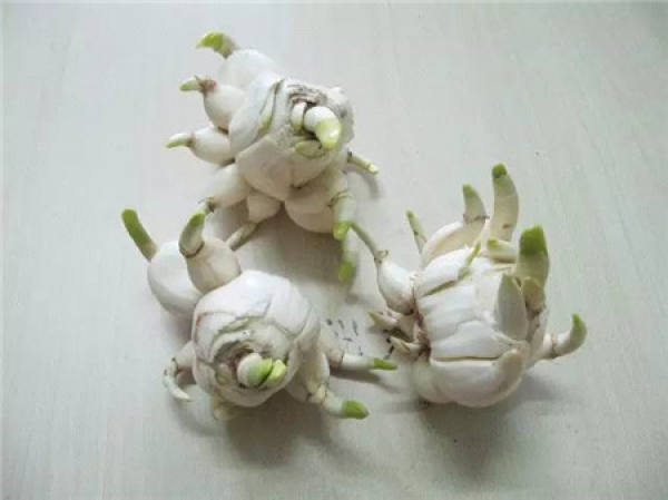 Cyclamen