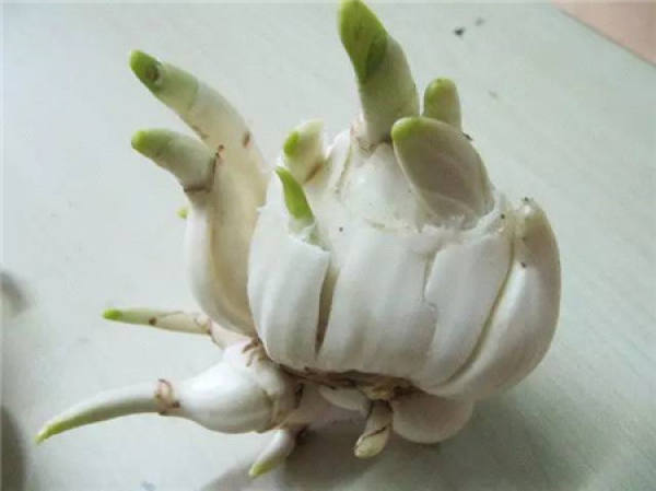 Cyclamen