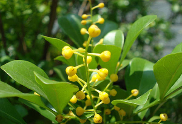 how to water Aglaia odoratas