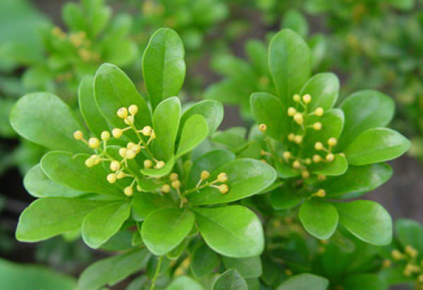How to fertilize Milan flowers?